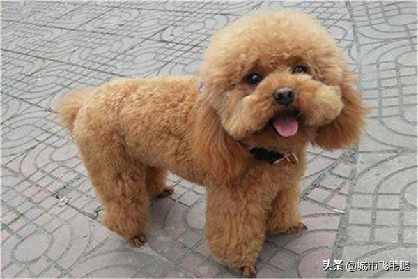 三个月大的京巴狗怎么养:三个月的京巴狗狗呕吐不吃东西，该怎么办？
