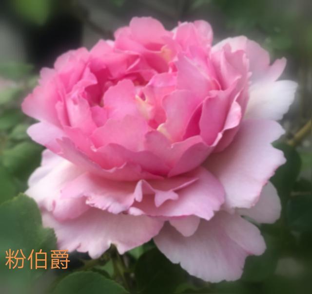 优秀月季花品种介绍百度网:名贵月季十大品种是哪些品种？