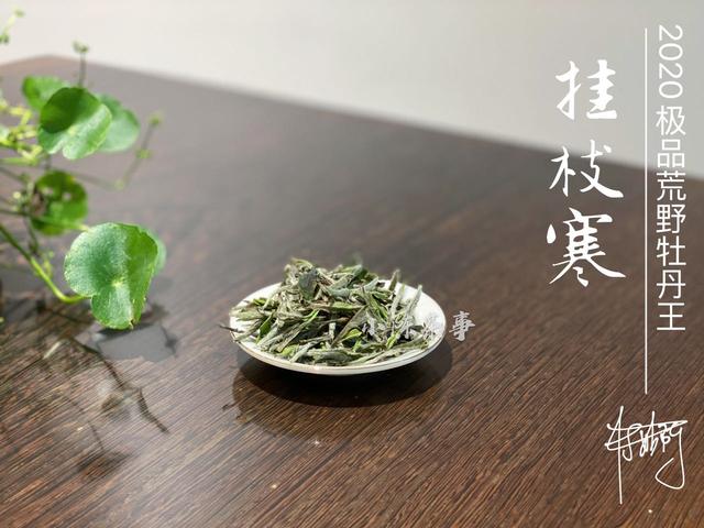 生茶，如何冲泡普洱生茶比较好？