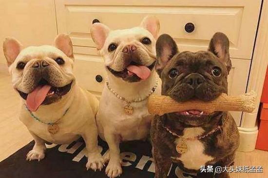 沉默的斗牛犬周燕回王奕:法斗丢了它的结果是什么？