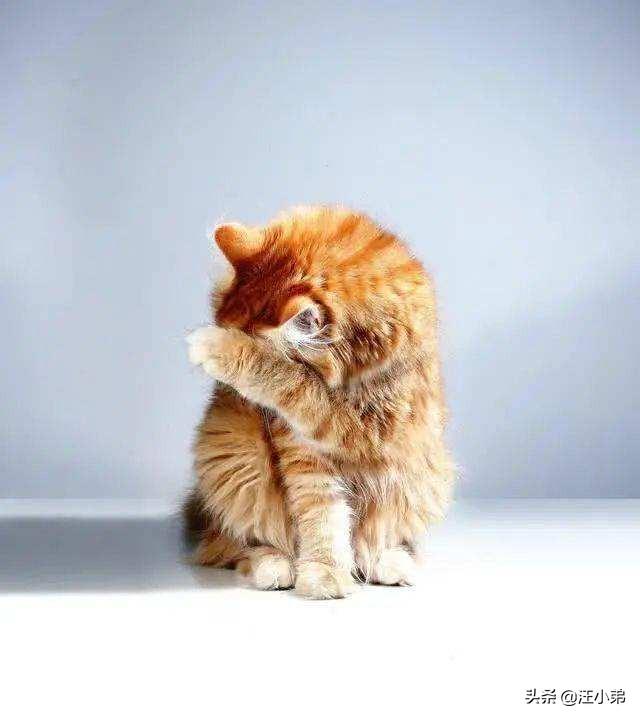 猫咪不乖by:家里的猫主子嫌弃伙食不好不吃饭，应该怎么办？