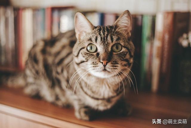 猫有必要打弓形虫疫苗吗:为什么有些宠物也要打疫苗？