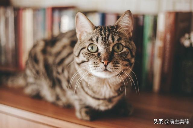 猫咪弓形虫疫苗打几针:听说猫身上有弓形虫，饲养者会被传染吗？ 猫咪弓形虫疫苗多久打一次