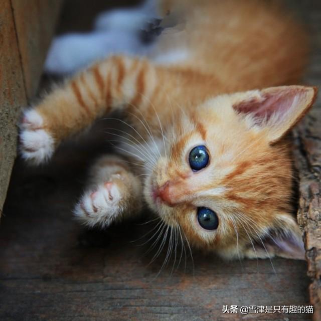 宠物猫免费领养:能解释一下淘宝无偿领养狗狗猫咪是否真是10块吗？