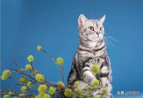 狸花猫的野性有多大？插图24