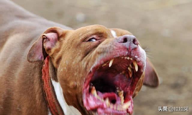 美国斗牛梗:如何知道遇到的是不是恶犬，从而提前防备？