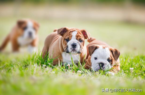 英国斗牛犬图片:为什么养英国斗牛犬的人不多？ 英国斗牛犬图片及价格