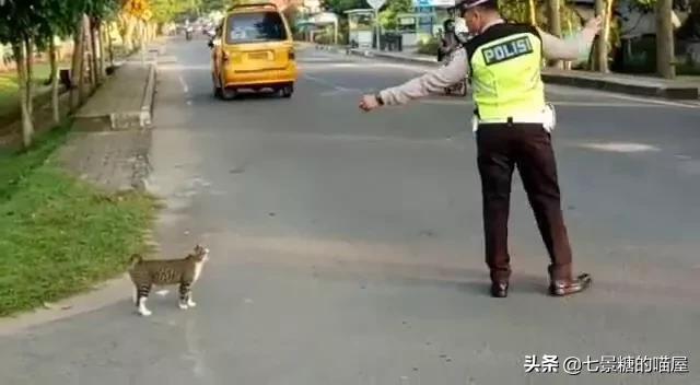 猫救小主人:猫护食把主人的手指咬掉了，该不该把猫弄死？