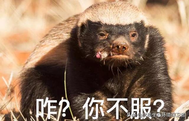 科莫多巨蜥的口水:如果美国疫情无法控制，那么下面的各个州会独立吗？