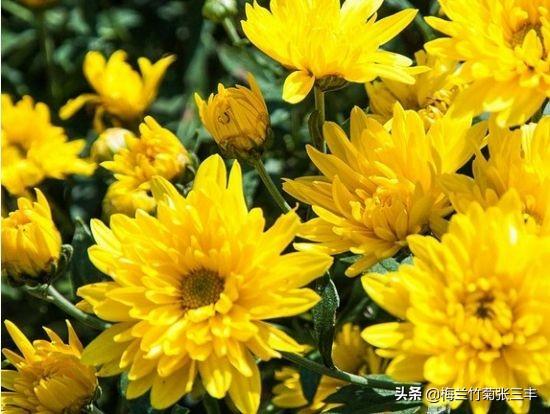 天人菊小苗摘心:菊花需要打顶吗？为什么？