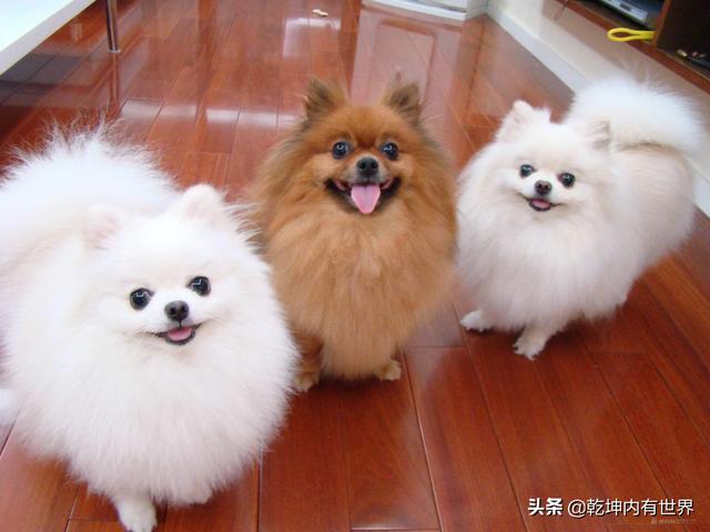 不是纯种博美犬怎么养:博美怎样喂养可以爆毛，博美怎么喂养？