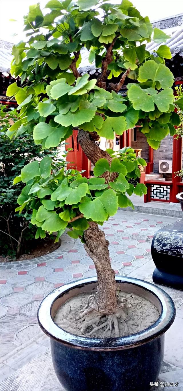 叶圣陶的代表作是什么？如何评价叶圣陶？
