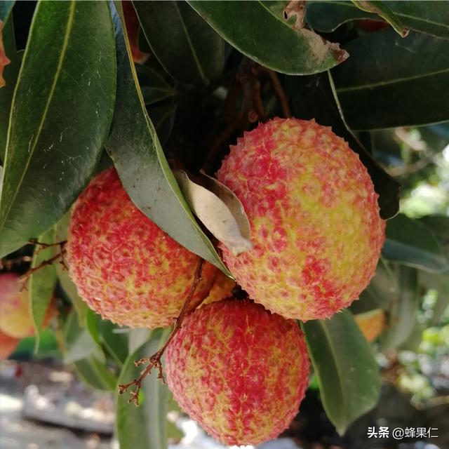 世界前十大最好吃的水果有什么？