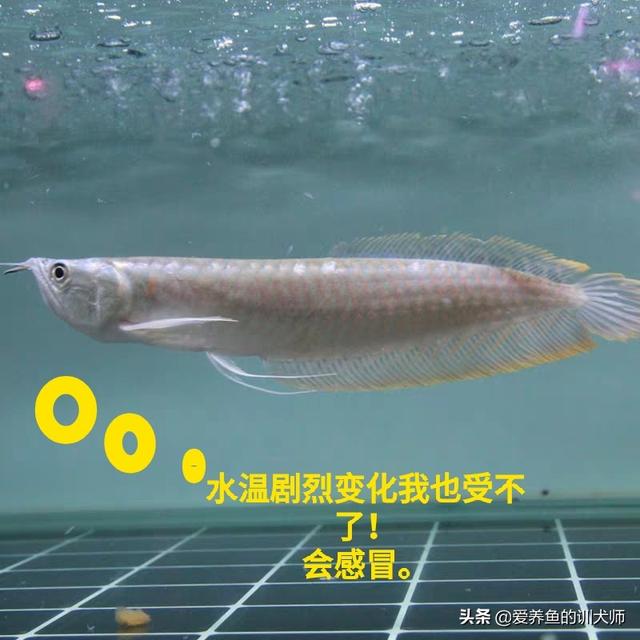 银龙鱼的饲养与观赏:养银龙鱼需要什么样的水？