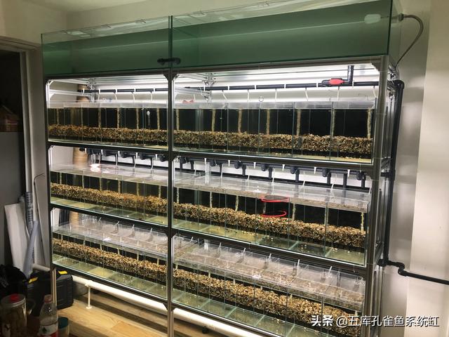 usb鱼缸:孔雀鱼系统缸组成及制作细节？