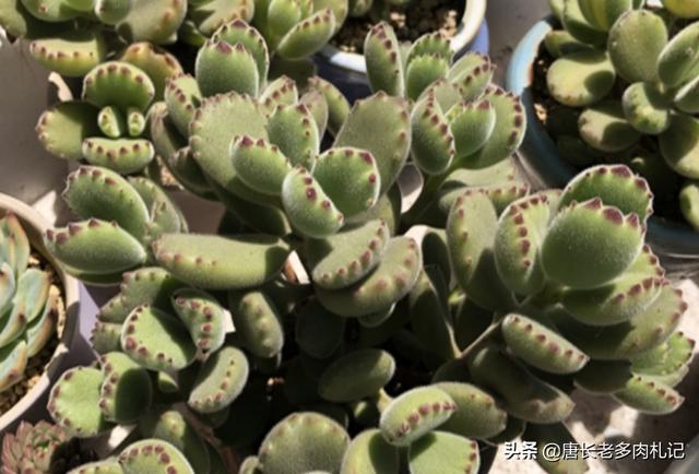 熊童子叶片能叶插吗:多肉植物熊童子的叶片脏了怎么清理？
