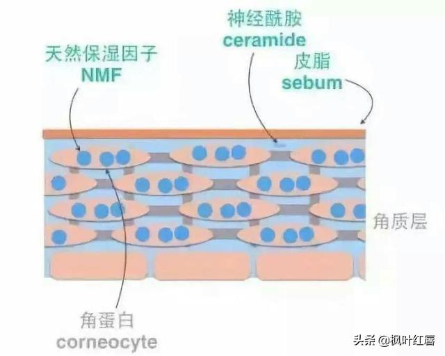 水解胶原纤脸面膜胶(水解胶原精华面膜)