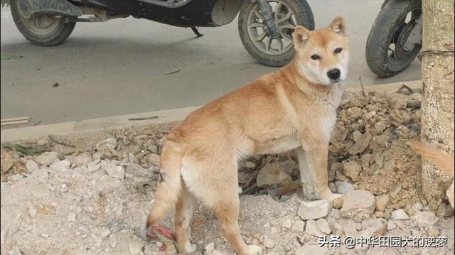 土狗图片:为什么说中华田园犬不比其他狗差呢？