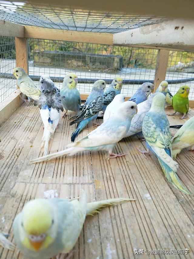 青绿顶亚马逊鹦鹉声音:求又便宜又会说话的鹦鹉品种？