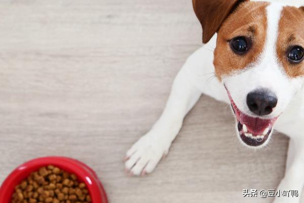 罗威纳幼犬到家:新买回家的狗狗需要注意什么？