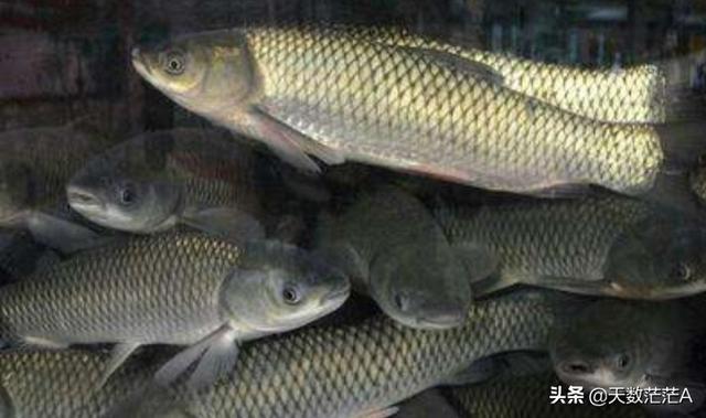 草鱼得诺卡氏菌病图片:晴天中午草鱼不吃料在下风口水面浮着是什么原因？
