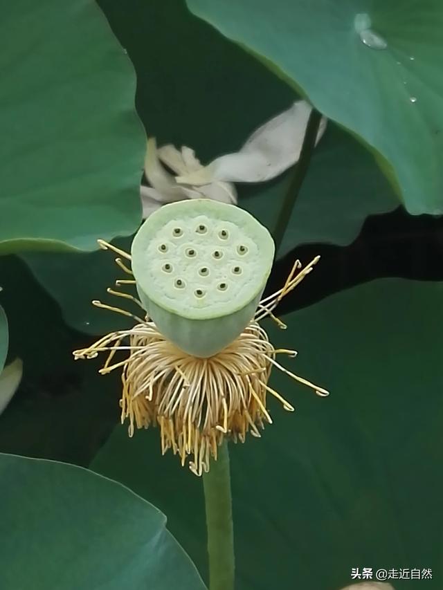 植物的种子如何传播