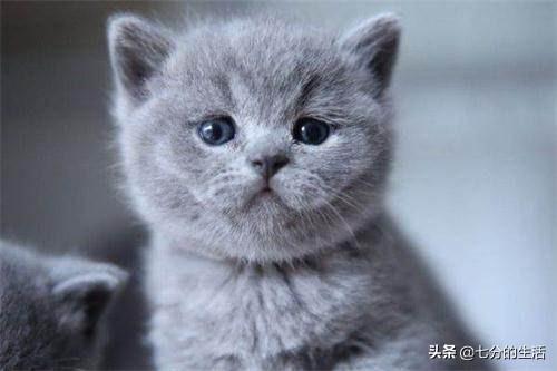 小猫一直打喷嚏其他都好:新买的猫砂，猫咪好像一直打喷嚏，求解？