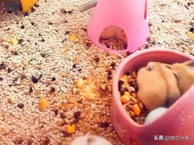 天竺鼠吃什么不臭:哪些鼠类长寿好养，便便又不臭的呢？