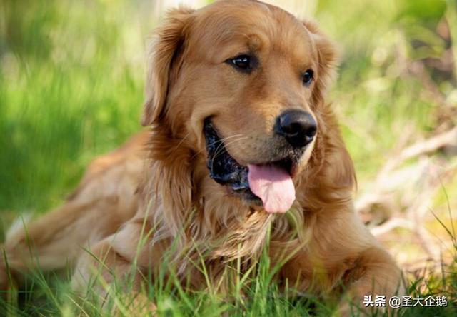 两岁金毛犬价格:2018年金毛犬幼犬的价格是多少？有哪些购买渠道？