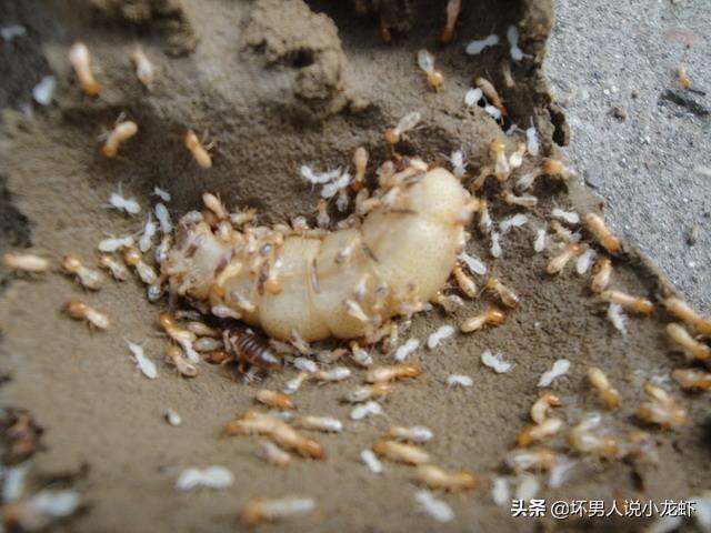 除白蚁:家里发现白蚁怎么办？灭白蚁最有效的方法？