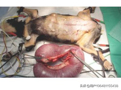 狗狗绝育手术:狗狗为什么要绝育？狗狗绝育的好处？