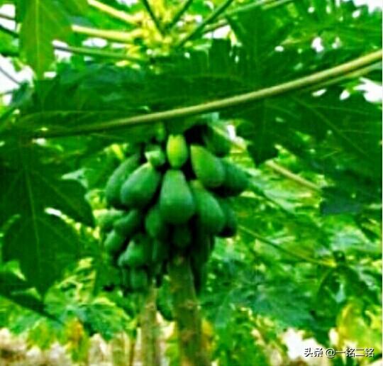 头条问答 木瓜种子放花盆里能发芽吗 8个回答