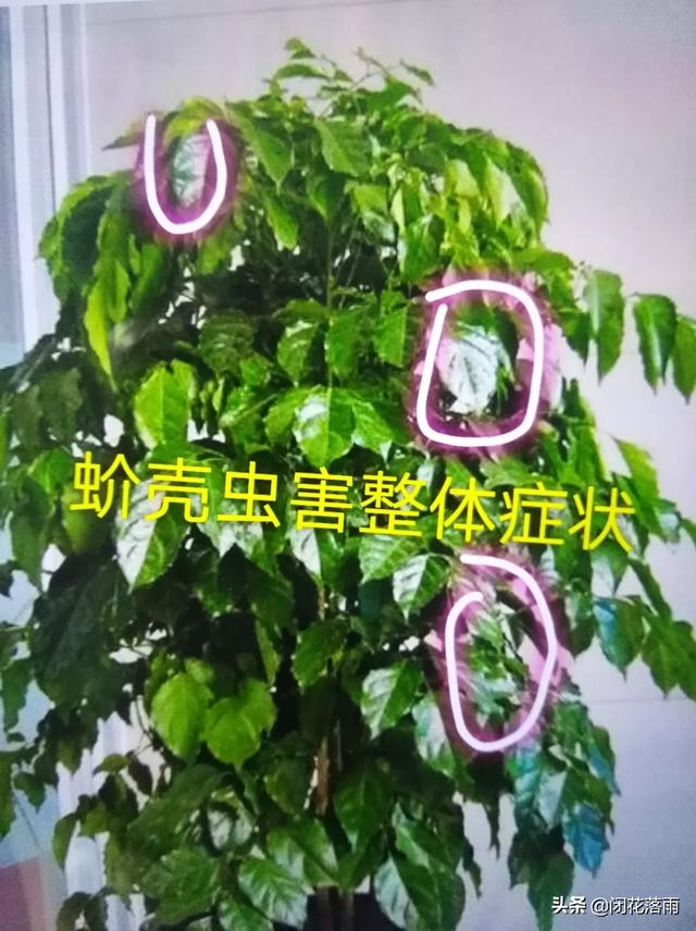 介壳虫 洗衣粉:洗衣粉能杀蚜虫能灌根吗？