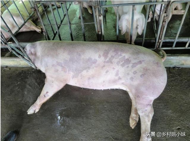 母猪什么原因导致死胎:除了非瘟，还有什么病能让母猪大量发病死亡？