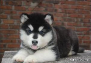 阿拉斯加犬性格忠实活泼:金毛、萨摩耶、阿拉斯加、边牧，这四种哪种适合第一次养狗的人？