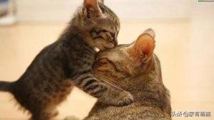 小奶猫能不能喝牛奶:两月大的猫可以喝牛奶吗？有什么需要注意的吗？
