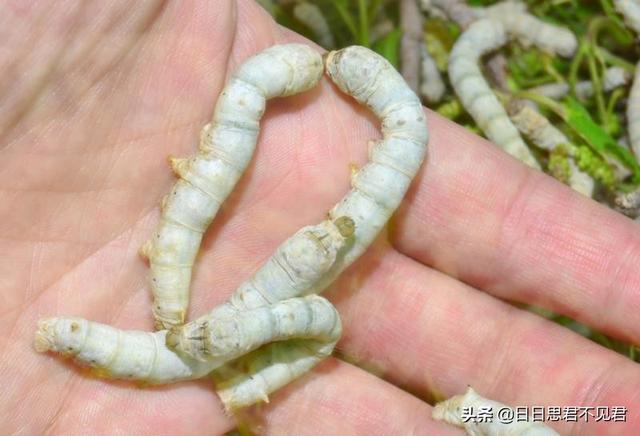 头条问答 为什么古代中国出产丝绸 古代西方却不能出产 西方不养蚕吗 17个回答