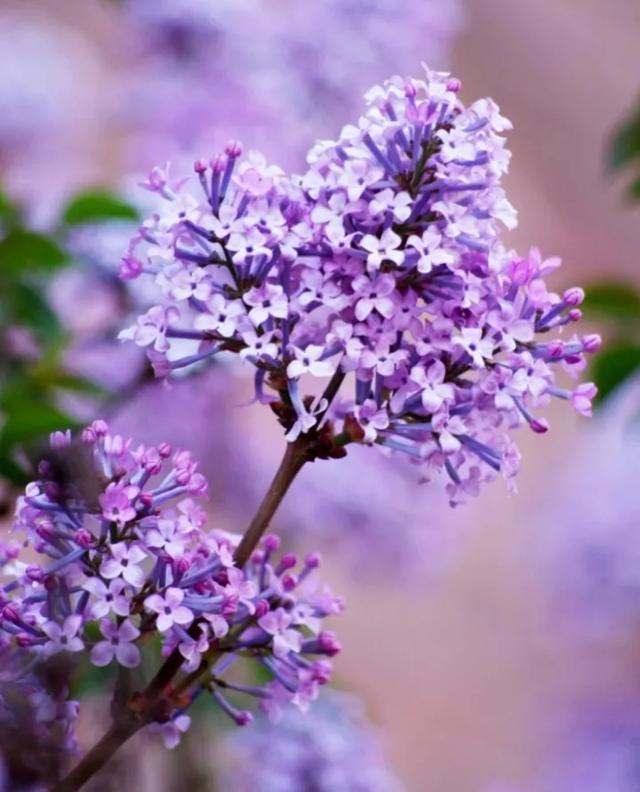 宿根兰花鼠尾草高度:有哪些花卉喜欢碱性的土壤？