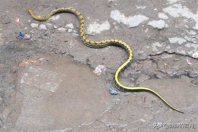 翠青蛇和竹叶青图片:翠青蛇和竹叶青有毒吗 鄂西北山区，有哪些蛇类，农民该怎么区分毒蛇？