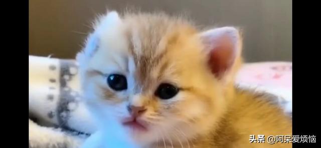 猫咪可以吃哪些人食？