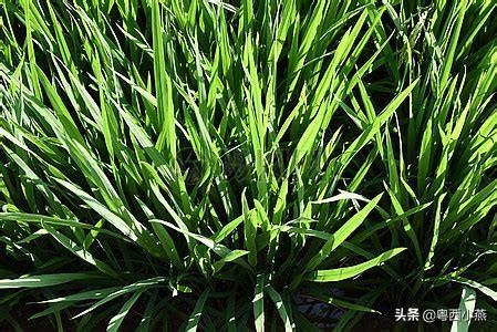 头条问答 - 飞虱生活在叶子的背面,如何防治效果好?(2个回答)