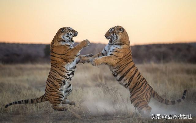 克罗斯河大猩猩的生活怎么样:银背大猩猩遇到老虎会是什么结局呢？