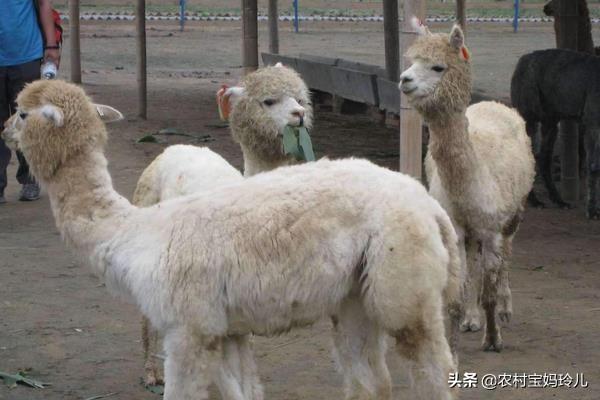 宠物羊驼养殖基地:内蒙古为什么不大量发展养殖羊驼？