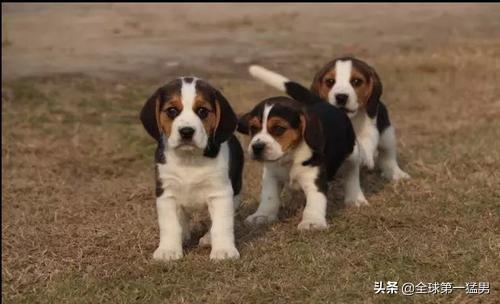 男狗狗名字大全,宠物男狗狗取什么名字好？