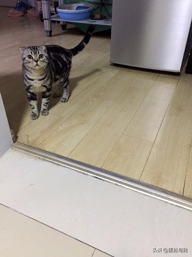 伽菲猫图片大全:加菲猫好养不？还有什么猫比较安静？