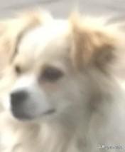 黑色金毛犬:金毛生的小黑狗价格高不高呢？