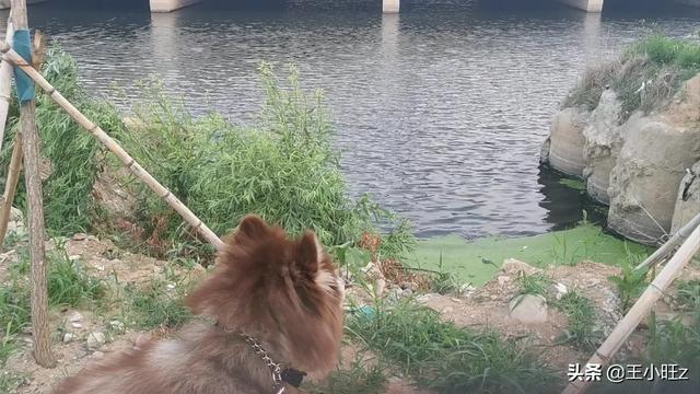 犬饲先生养狗记优酷:农大学生回农村创业养狗，年纯入100万元，有前途吗？