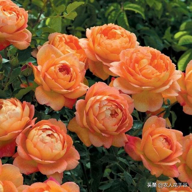 vents月季花品种介绍及图片:能不能推荐一种勤花多季、有香味的爬藤月季？