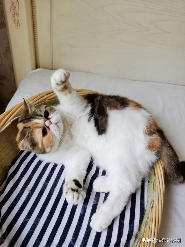 头条问答 怎么能看出猫咪的性格好坏 93个回答