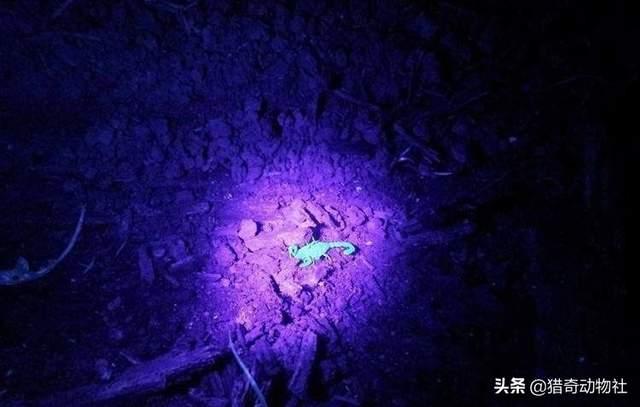非洲帝王蝎:非洲帝王蝎子 蝎子很贵，沙漠蝎子多咋没有人去捉？